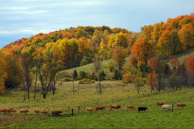northumberland-county-farm