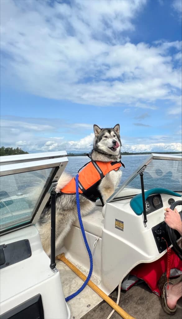 A picture of Roberts's Canine wearing a life jacket