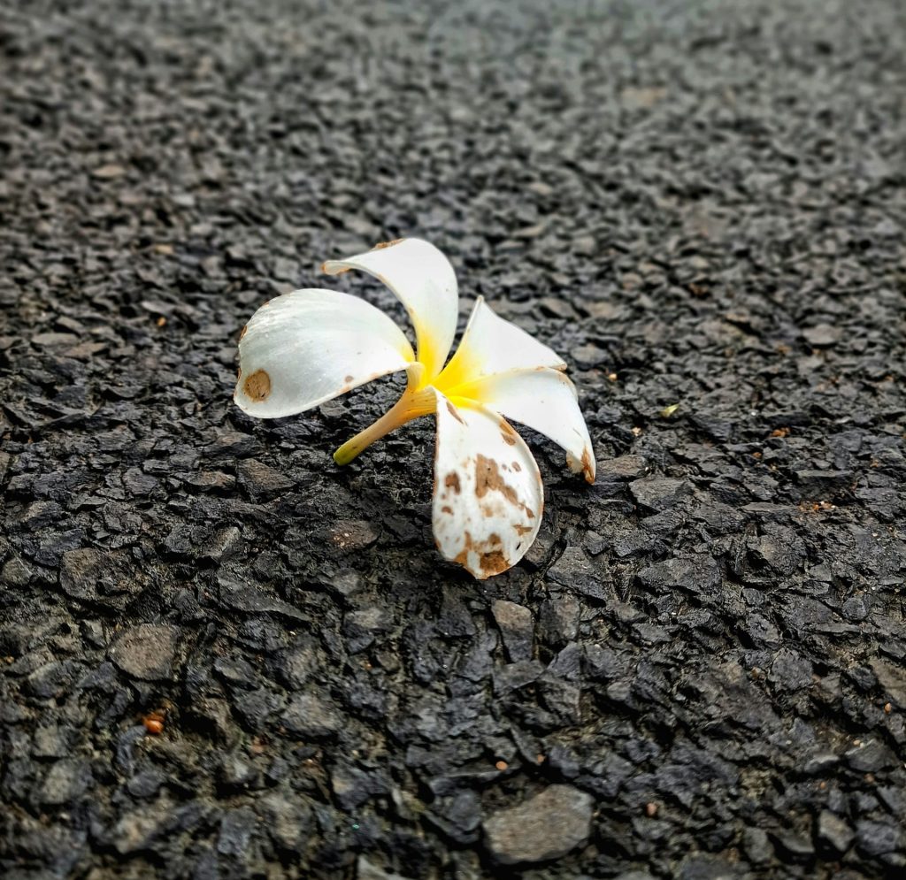 flower on a road