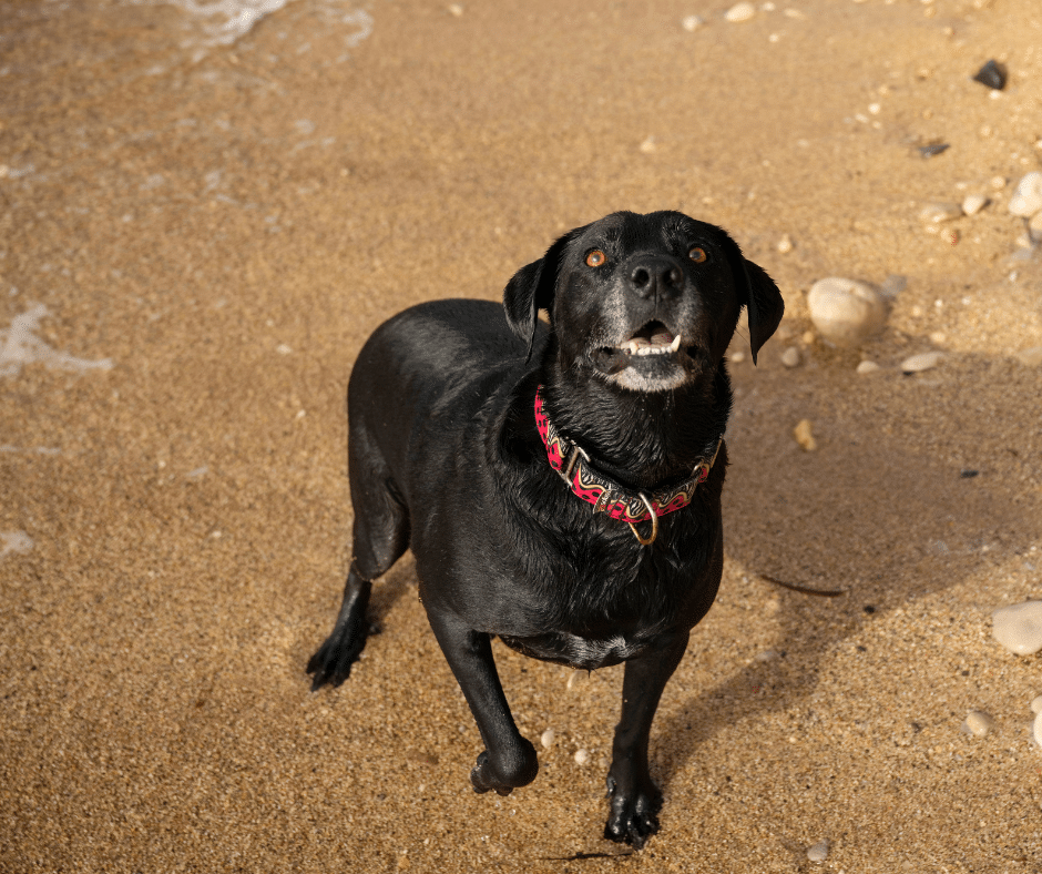 Dog Bite Laws in Ontario: What Victims Need to Know