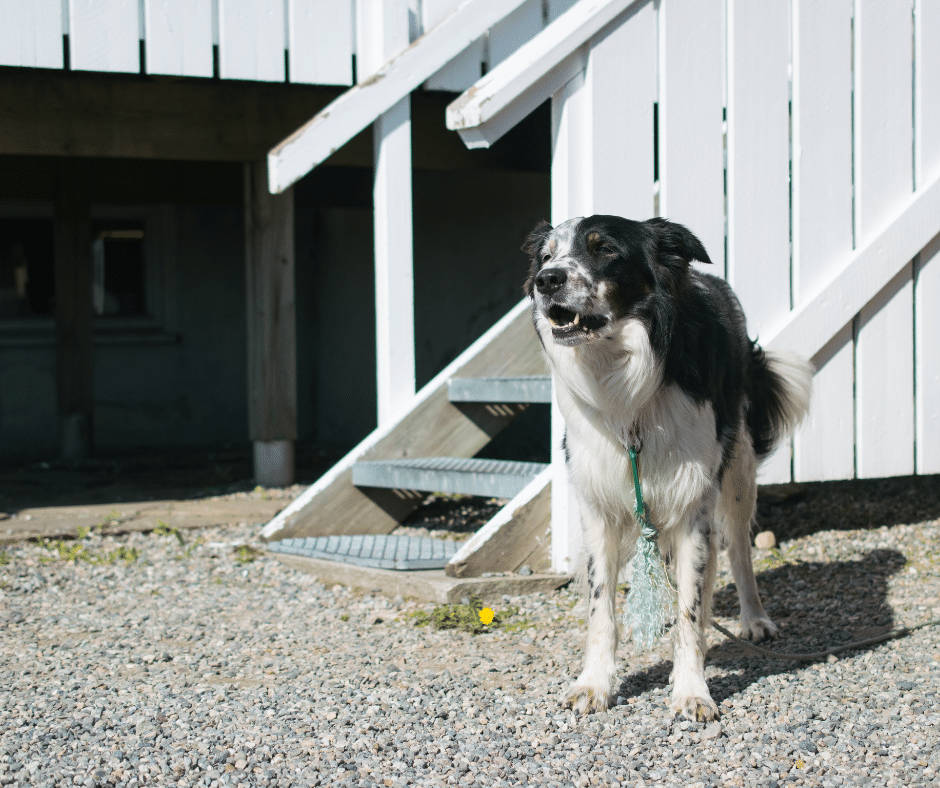 Dog Bite Laws in Ontario: What Victims Need to Know