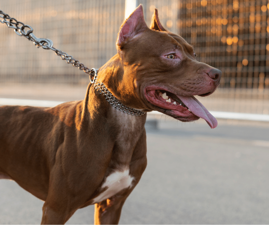 Dog Bite Laws in Ontario: What Victims Need to Know