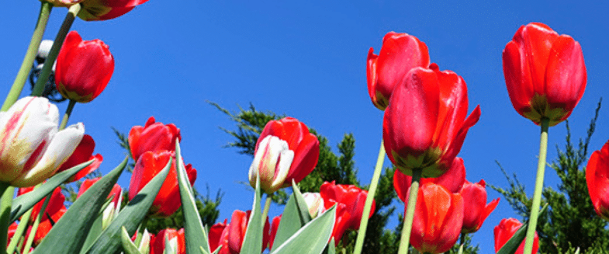Ottawa Tulip Festival (6)