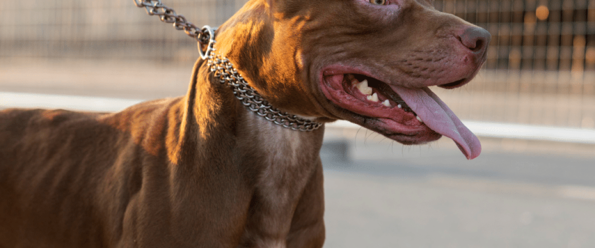 Dog Bite Laws in Ontario: What Victims Need to Know