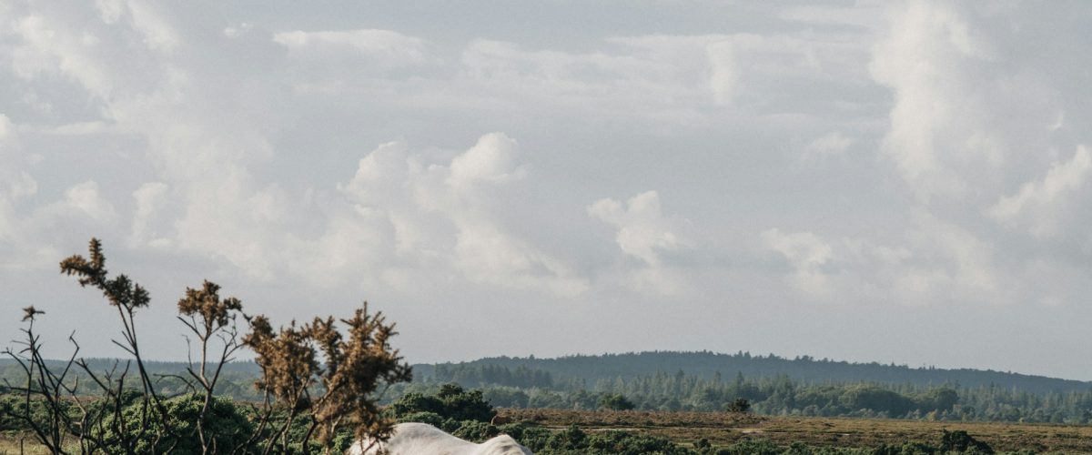 Horse on road