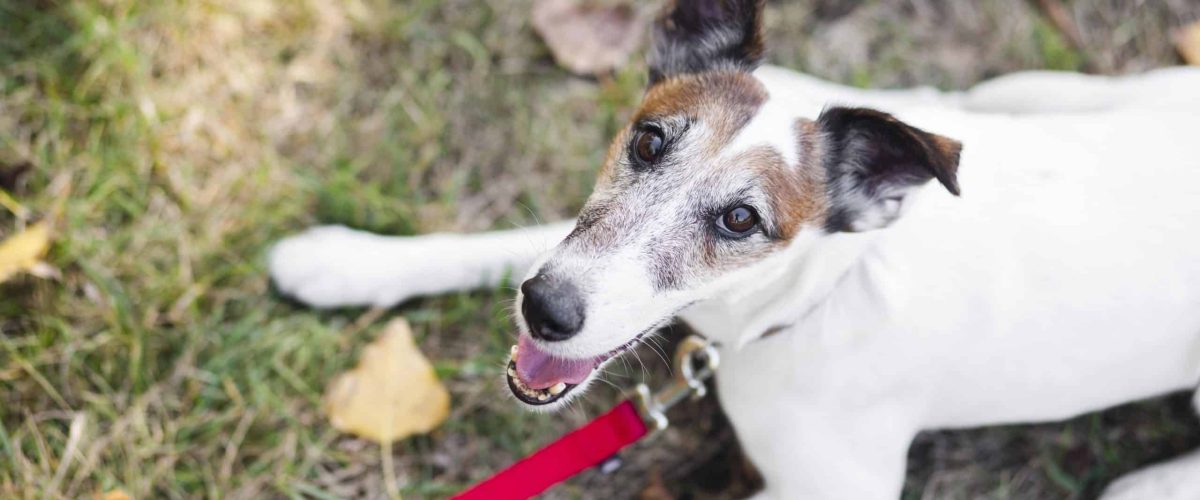 image of a dog with leash in a park