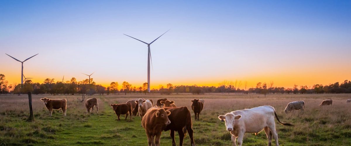 herd of cow in grass field during daytime