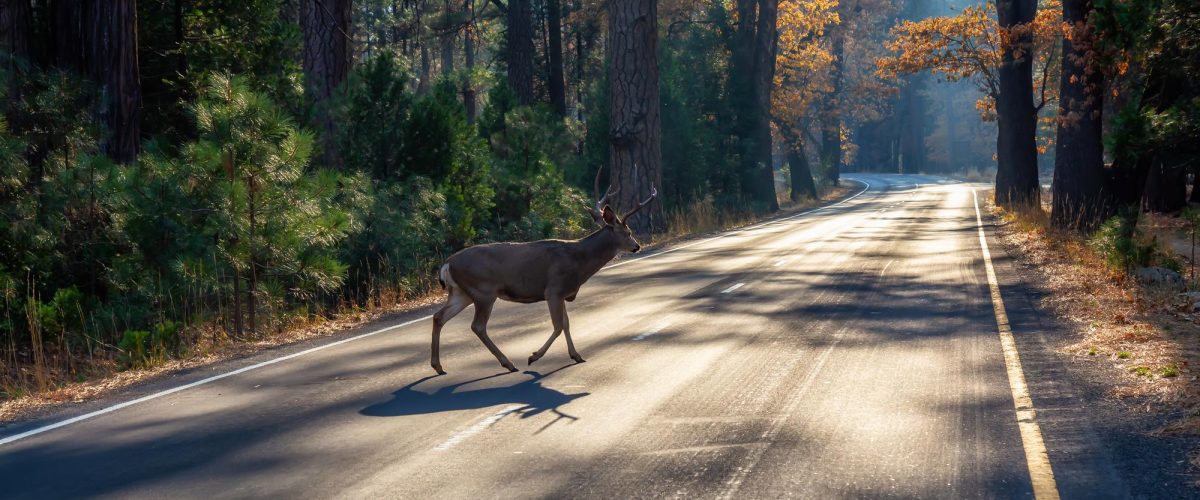 deer on road